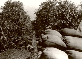  Columbia Coffee Fields 1900
