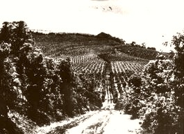  Columbia Coffee Fields 1900