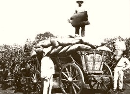 Columbia Coffee Harvest 1900 