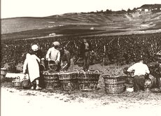 France The Grape Harvest 1910