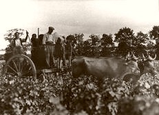 France Harvest Time 1937