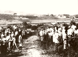  Costa Rica Harvesting Coffee Beans 1910